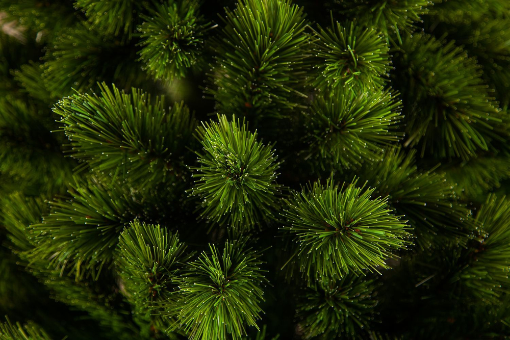 Ель де Люкс  260см зеленая Triumph Tree