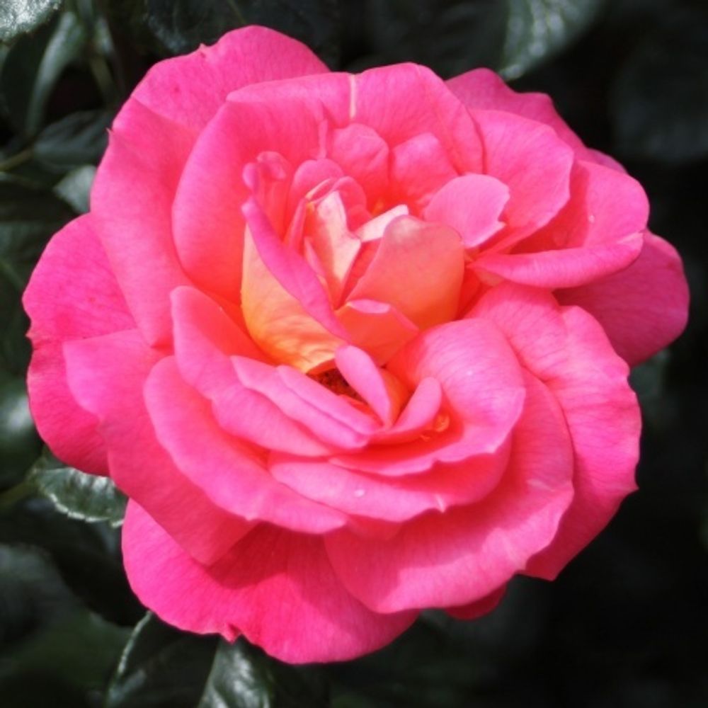 Роза флорибунда Шанти