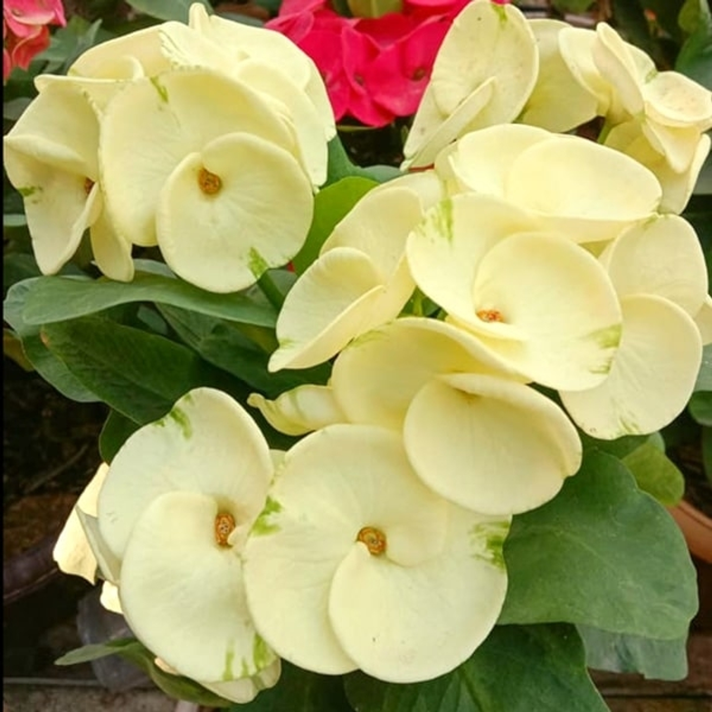 Нравятся бело-зеленые эуфорбии?