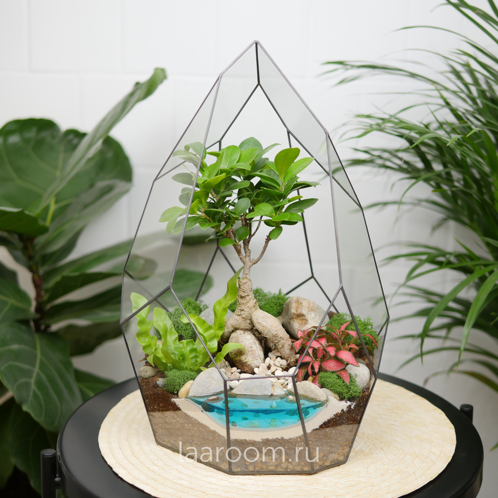 Флорариум бонсай Фикус гинсенг Айсберг с озером