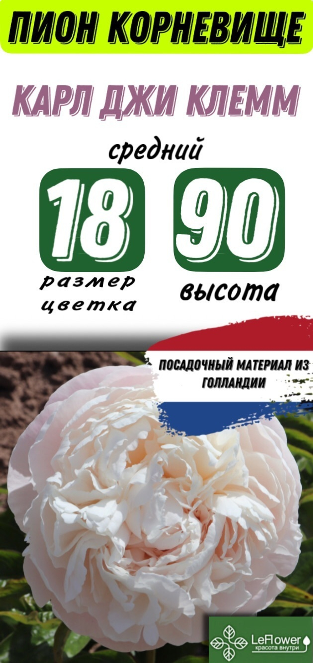 Пион Корневище, Карл Джи Клемм, 3+ почек, 1шт
