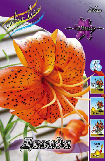 Лилия спецозиум Давида