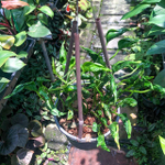 Филодендрон BLACK CARDINAL N2