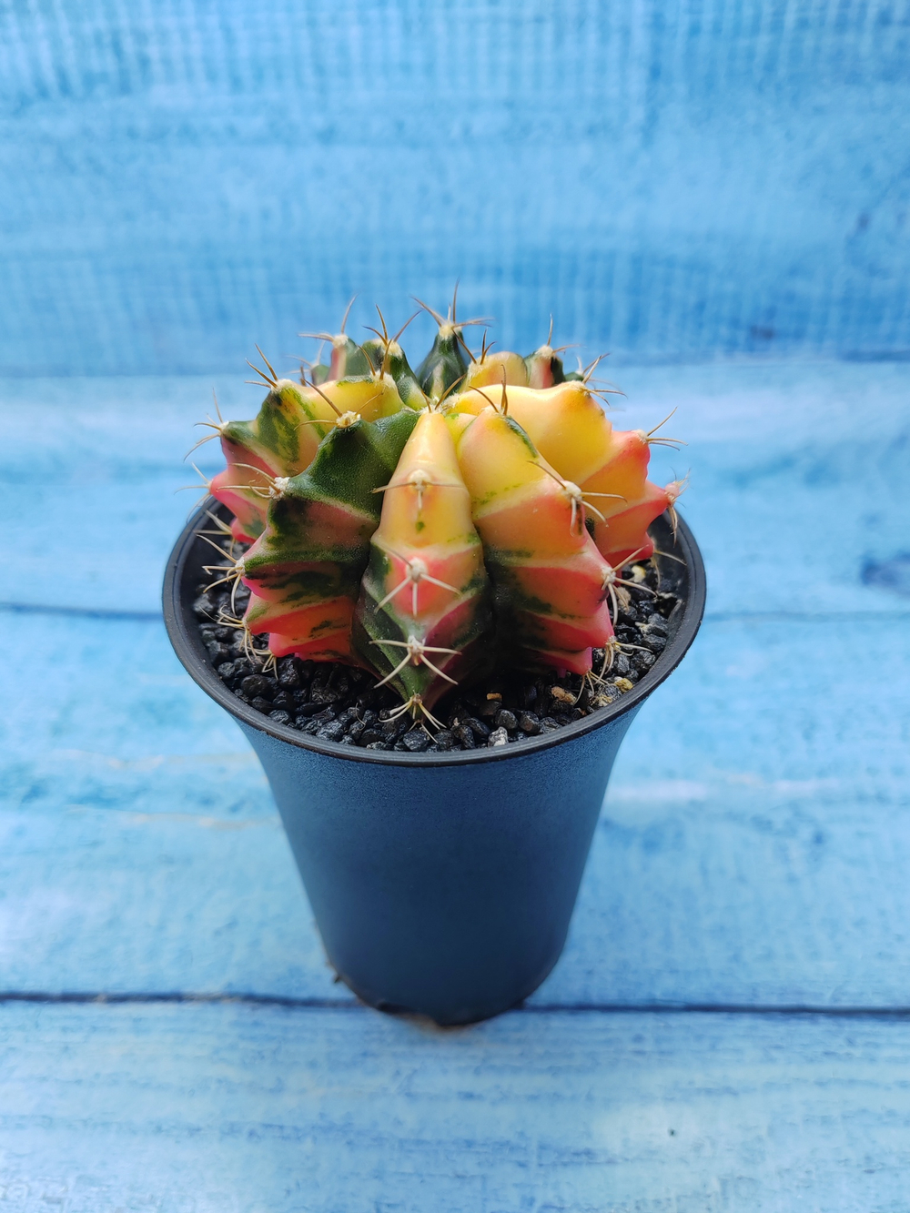 Gymnocalycium Variegata (Гимнокалициум Вариегатный)
