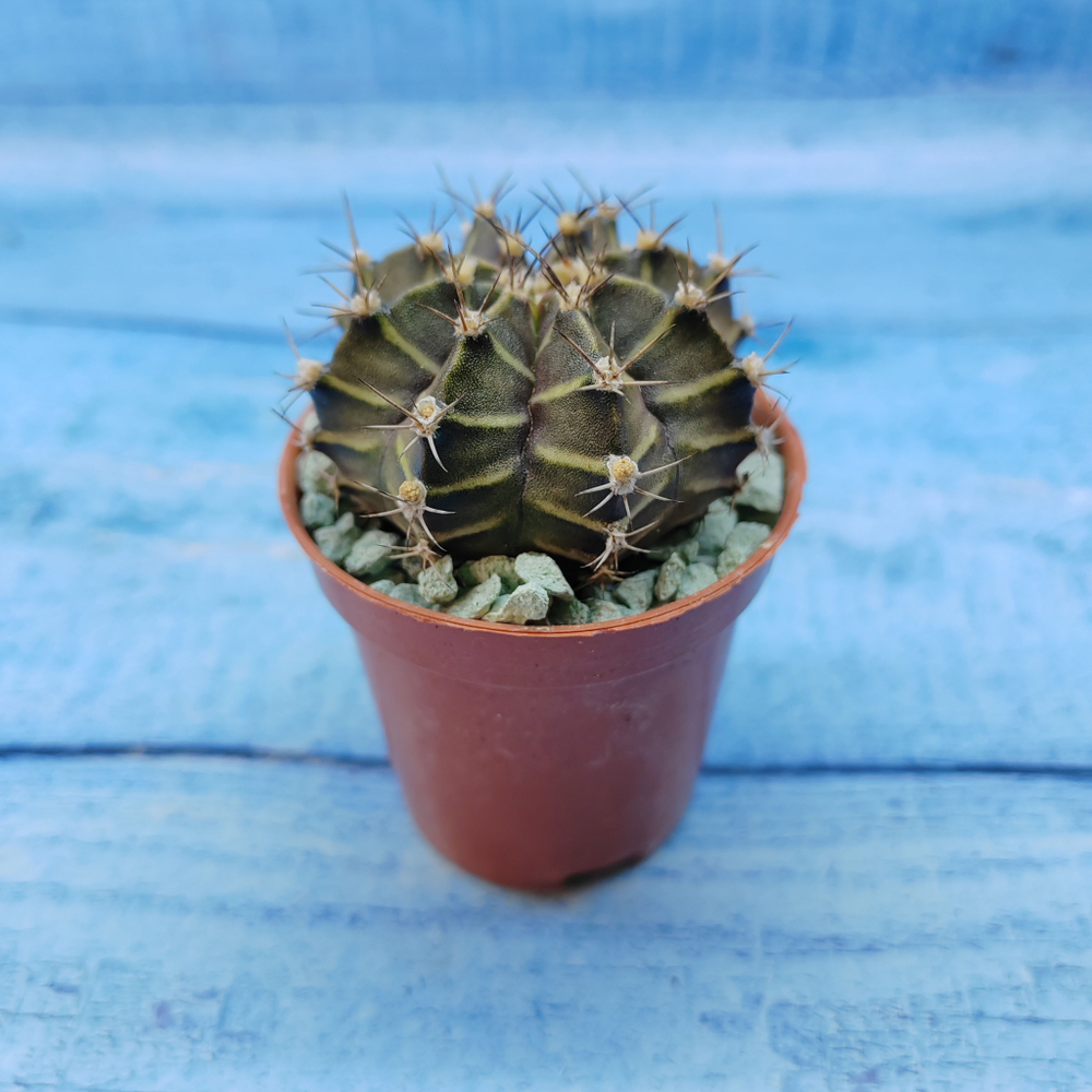 Gymnocalycium Friedrichii (Гимнокалициум)