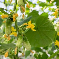 КВИРК F1 семена огурца (Rijk Zwaan | Alexagro)