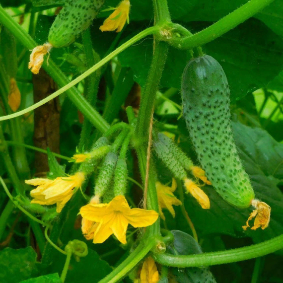 Герман F1 семена огурца (Seminis / ALEXAGRO) купить – фото 5
