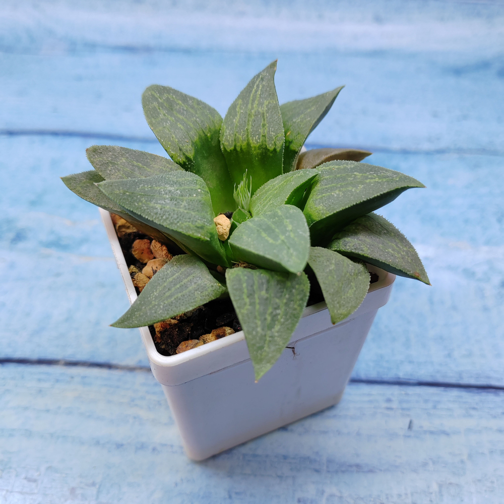 Haworthia Comptoniana Hybride hybrid (Хавортия)