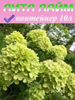 Литл Лайм гортензия метельчатая