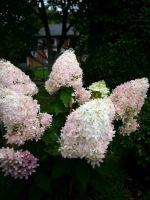 Фантом гортензия метельчатая