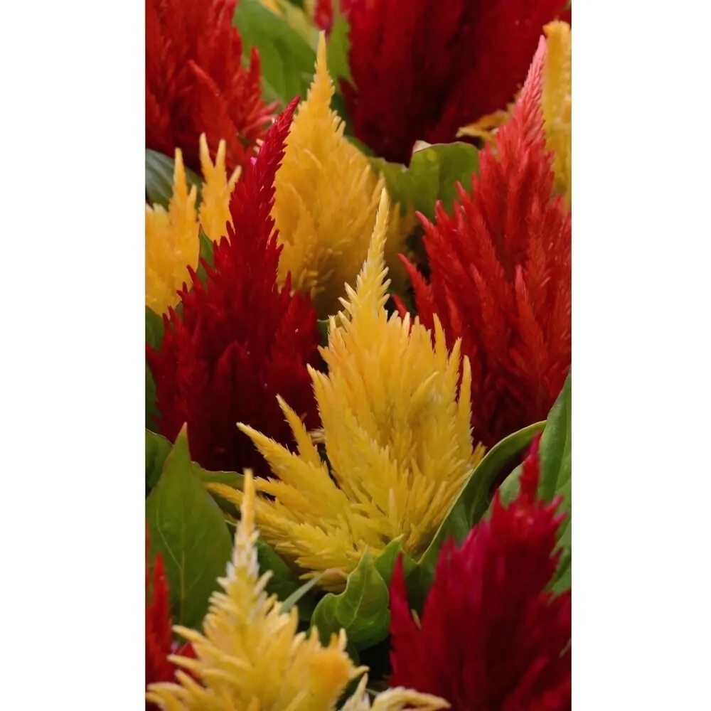 Семена Целозия перистая Яркий факел 0,1гр (УД) Е/П