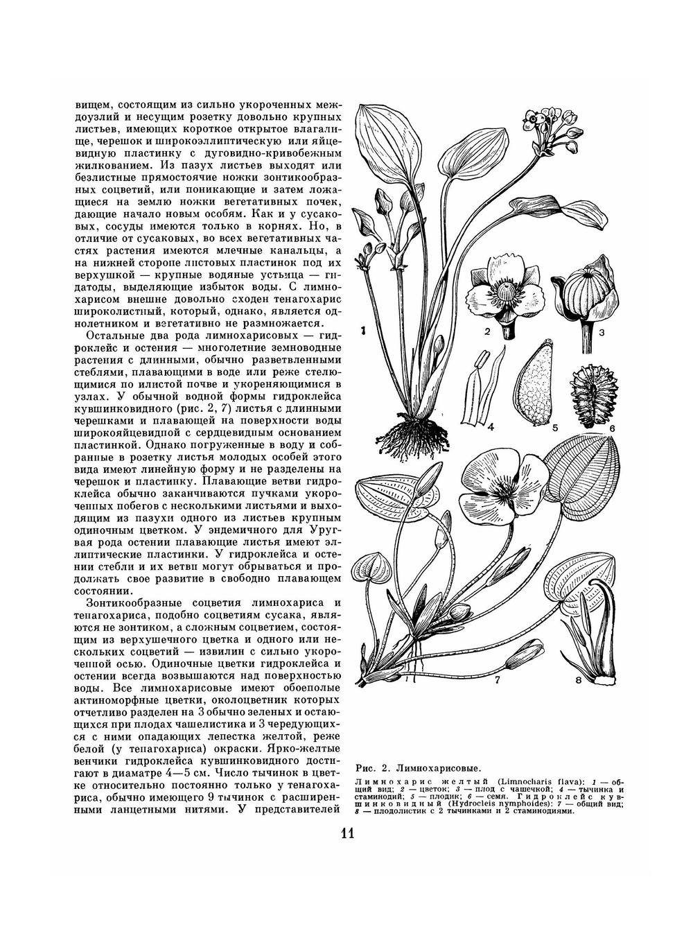 Жизнь растений. В 6-ти томах. Том 6: Цветковые растения | А.Л. Тахтаджян