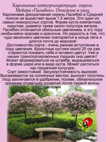 Сирень Палибин повторноцветущая карликовая