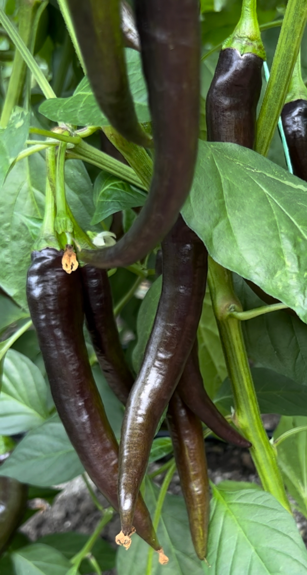 Перец Алика F1 чёрный сладкий 5шт.