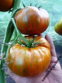 Помидоры Chocolate Stripes