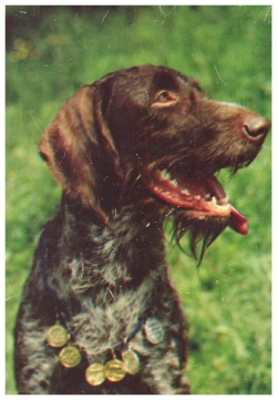 Почтовая открытка СССР - Дратхаар 1987 г.