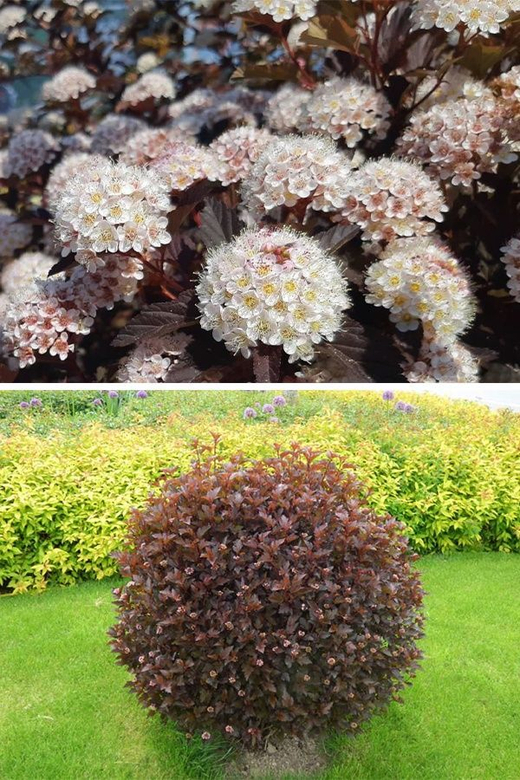 Пузыреплодник калинолистный Диабло С3 Закупка М60 июнь 2026