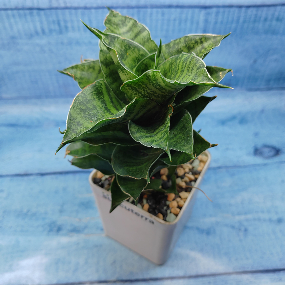 Sansevieria Mahanakorn (Сансевиерия)