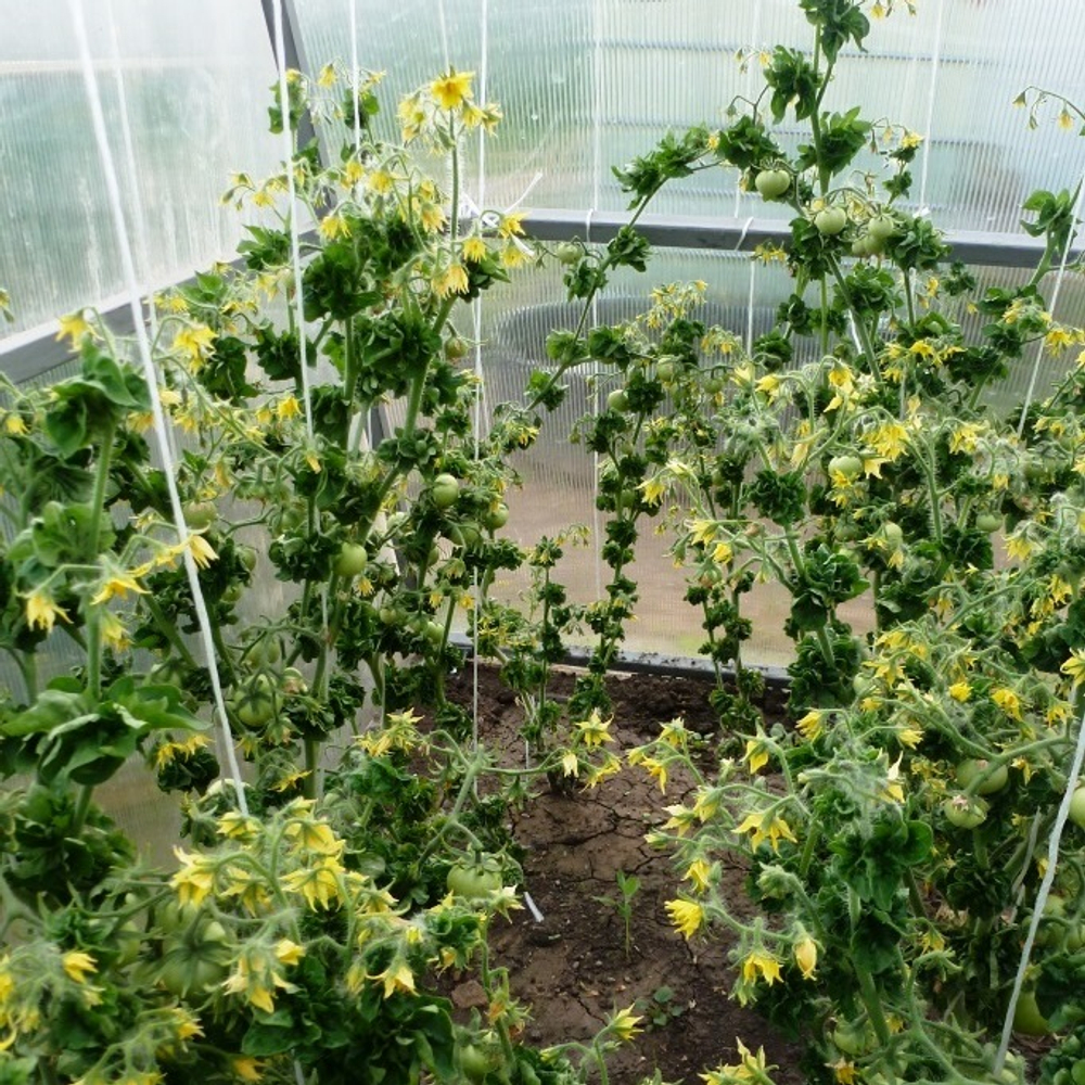 Помидоры Палка — Колоновидные