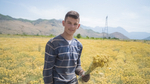 Эфирное масло doTERRA Бессмертник, Helichrysum, 5 мл
