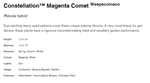 ЕВРО Constellation Mangenta comet ОКС укорененный черенок 15-20 февраля