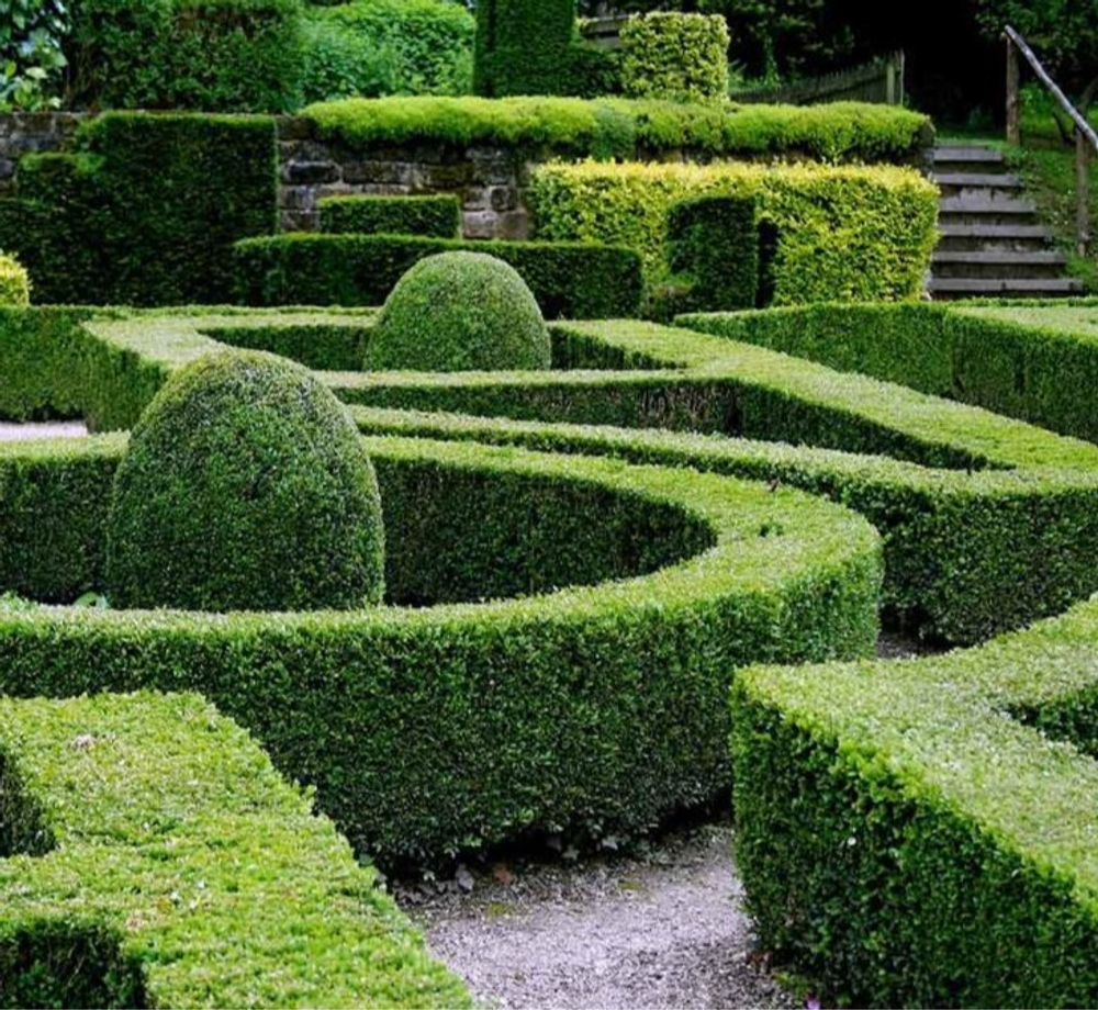 Самшит вечнозелёный