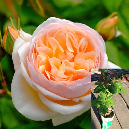 Роза Джульетта английская саженец с ЗКС.