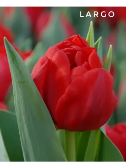 Тюльпаны пионовидные ,луковицы сорт LARGO красные (4штуки)