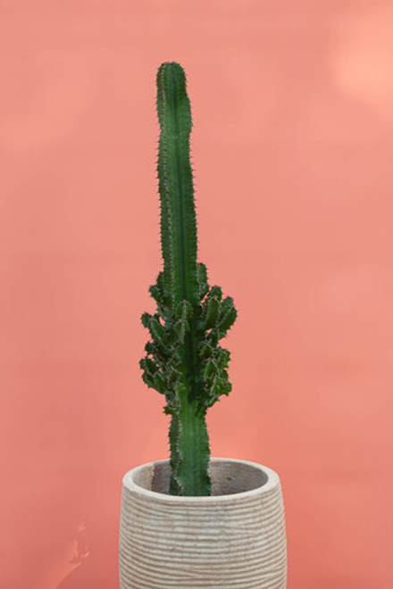 Эуфорбия в глиняном горшке