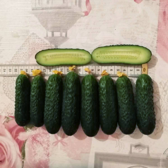 Монисия F1 семена огурца партенокарпического (Seminis / Семинис) продукт – фото 10