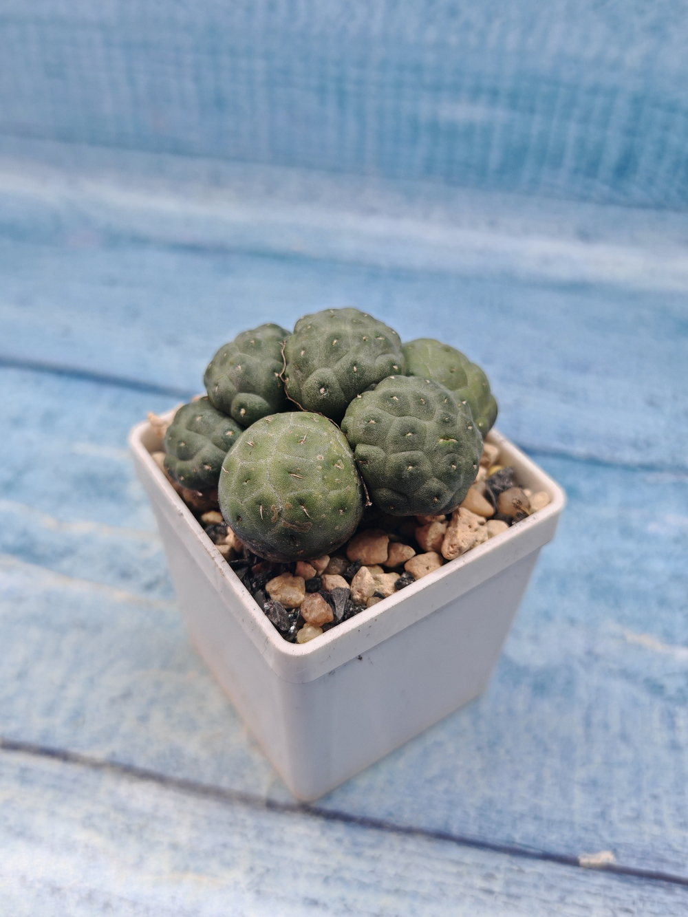 Puna Bonnieae Inermis (Пуна)