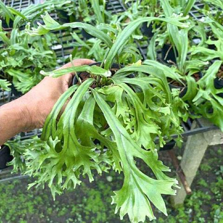 Пиррозия P.LONGIFOLIA MUT