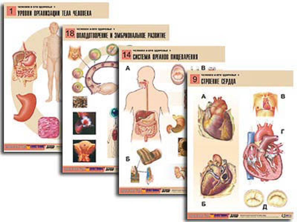 Комплект таблиц &quot;Человек и его здоровье 1&quot; (20 табл, формат А1)