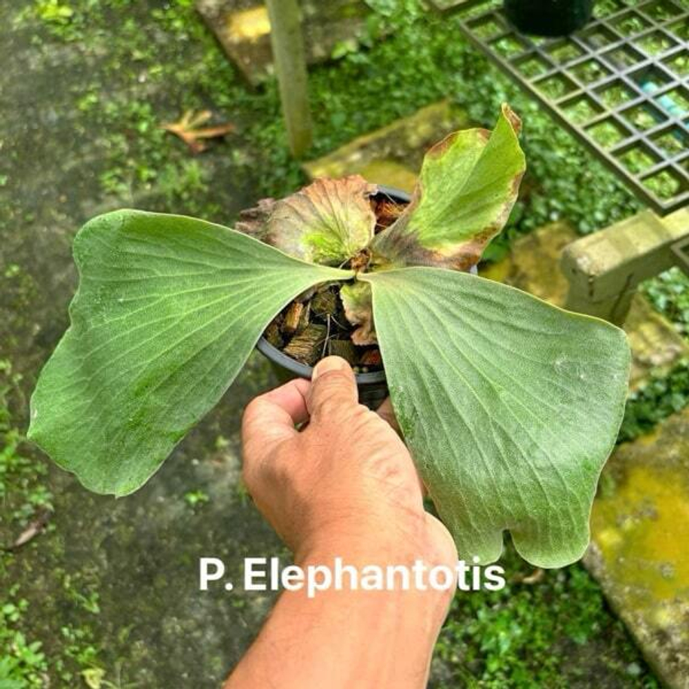 Платицериум P.ELEPHANTOTIS