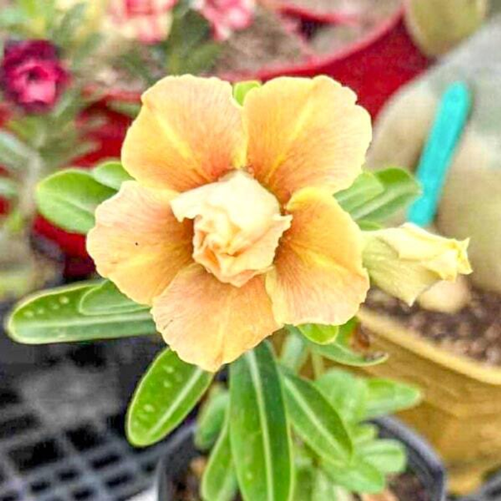 Адениум HONEY