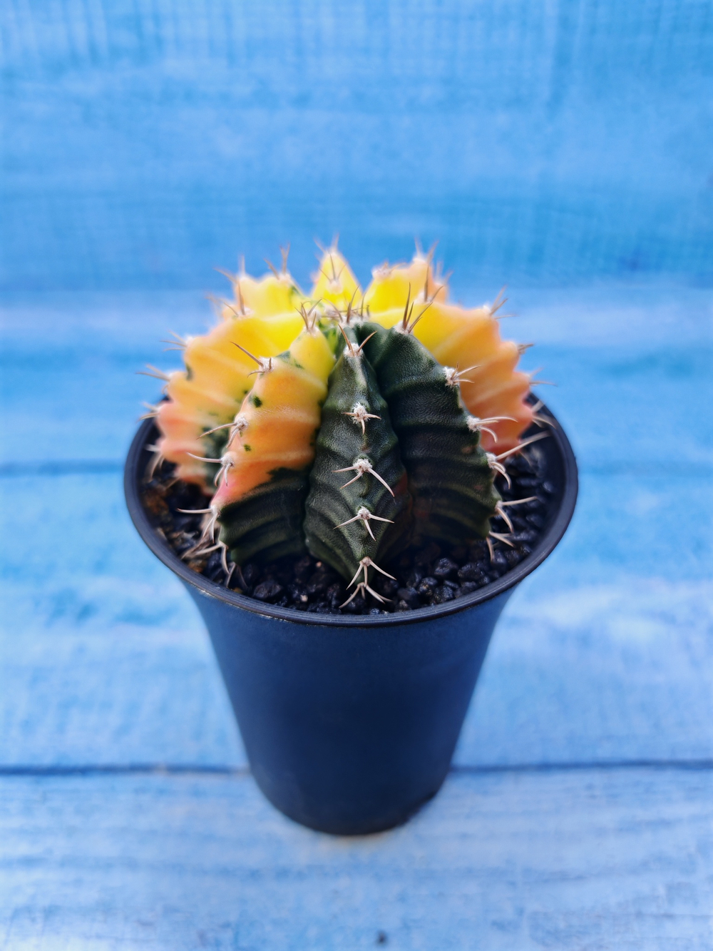 Gymnocalycium Variegata (Гимнокалициум Вариегатный)