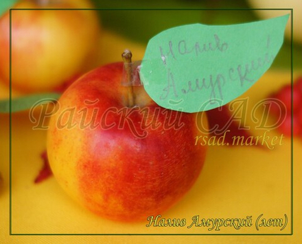 Яблоня Налив Амурский