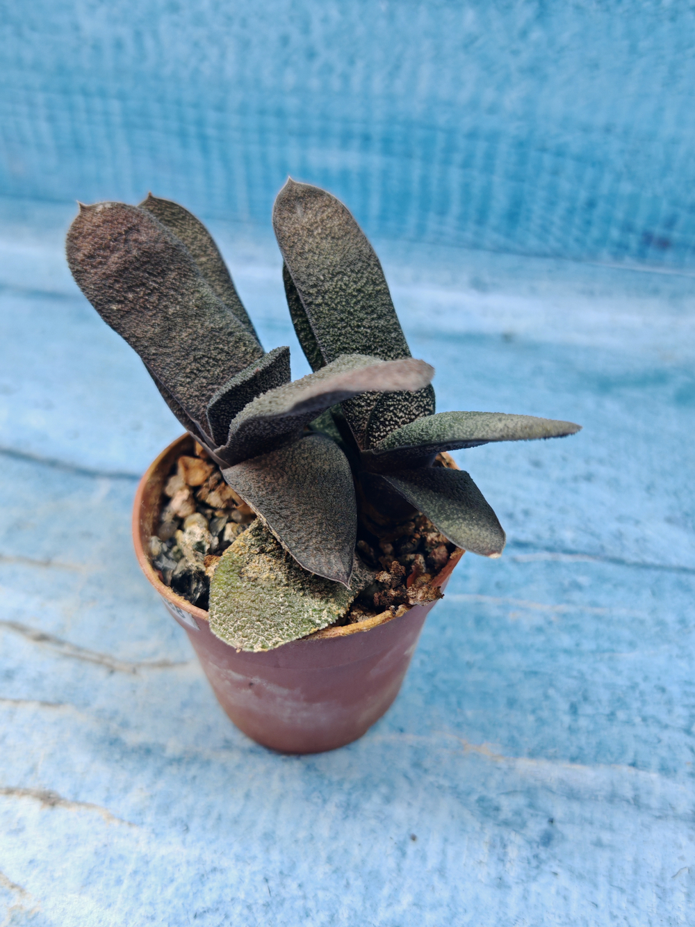 Gasteria Batesiana (Гастерия)