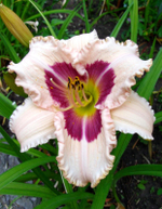 Лилейник Бриллиант Сёкл С2