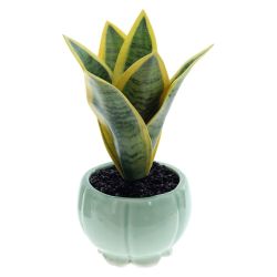 GAEM Цветочная композиция "Сансевиерия", L9 W9 H17 см