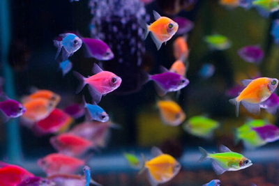 Тернеция Гло Фиш Ассорти