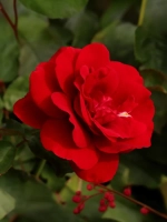 Роза флорибунда Европиана