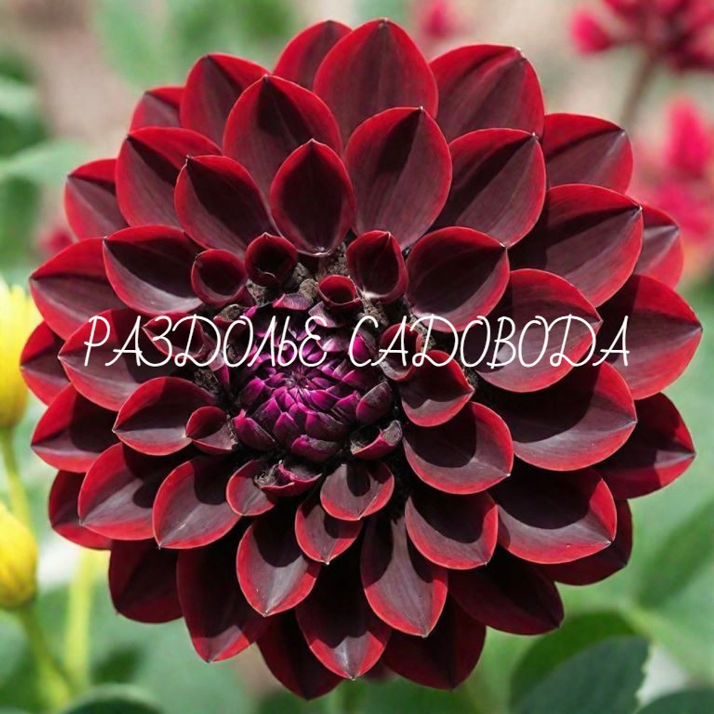 Георгина декоративная Арабская ночь