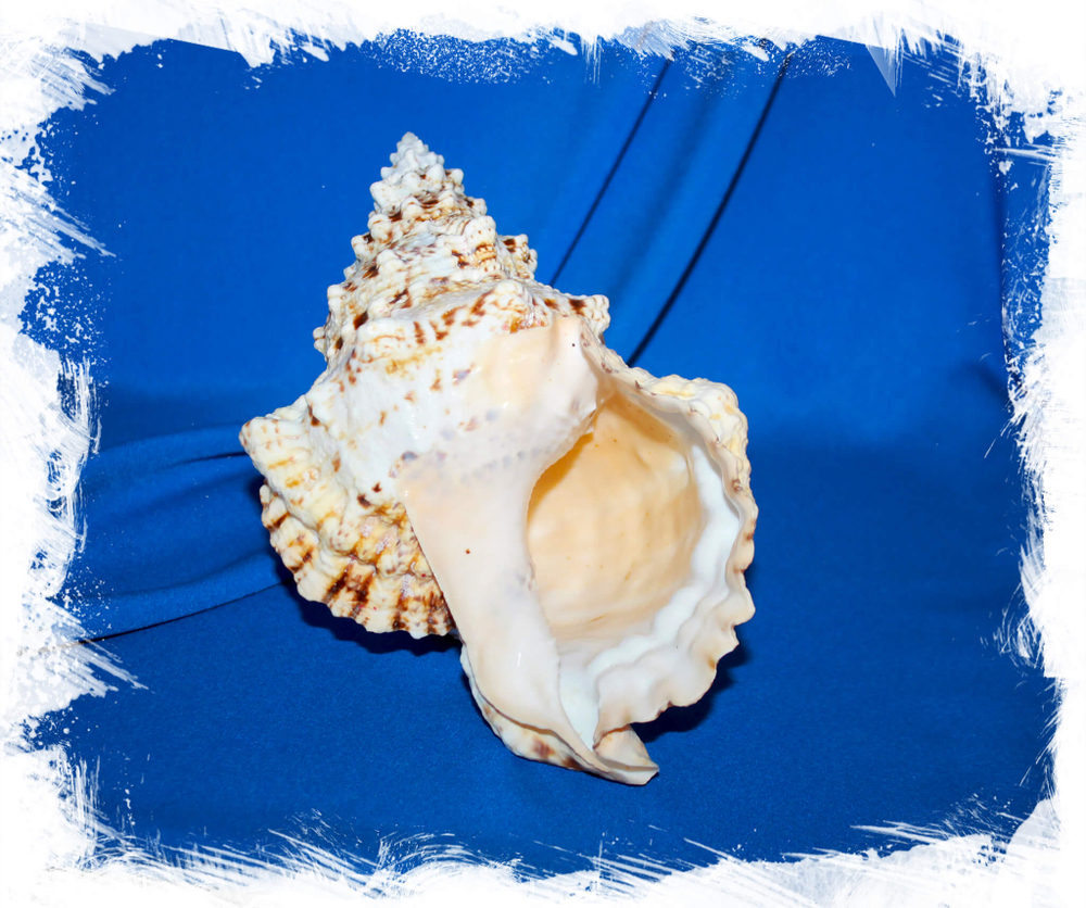 Крупная ракушка Бурса