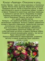 Колеус Аватар