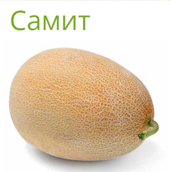 Самит F1 семена дыни (Seminis / Семинис) продукт – фото 2