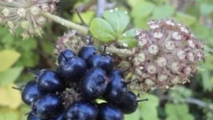 Элеутерококк