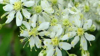 Цветы лабазника вязолистного