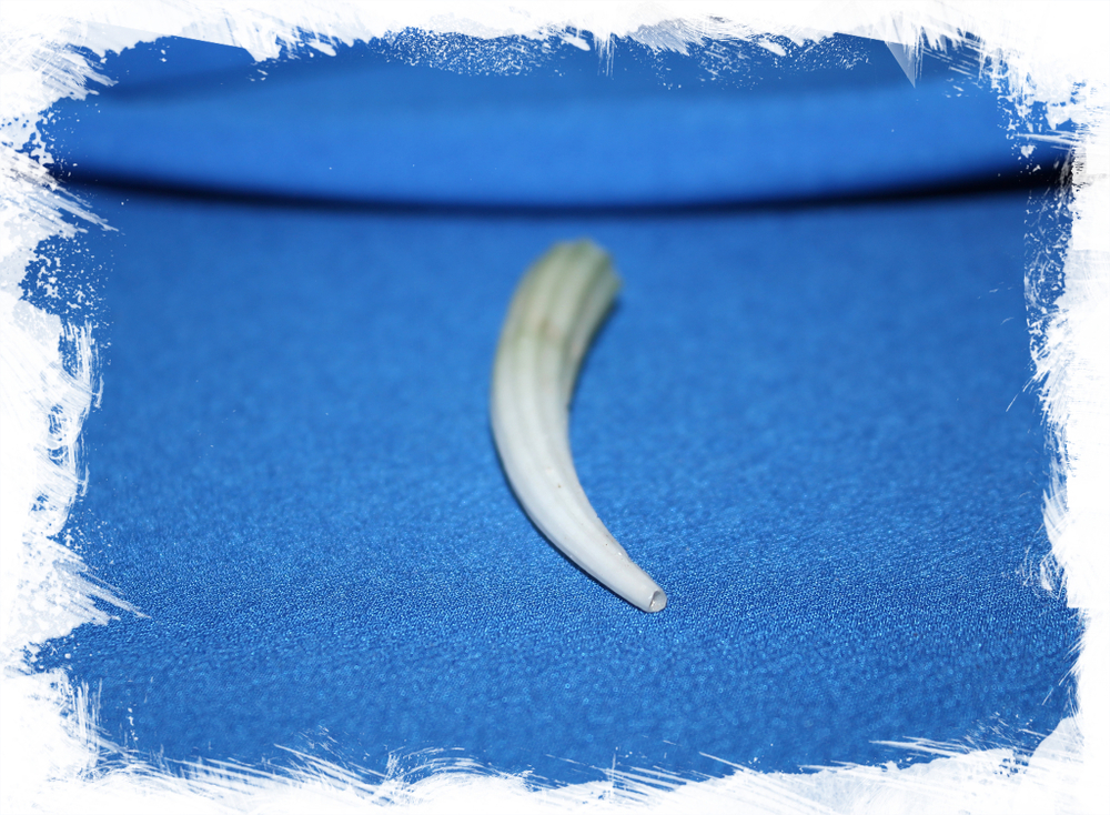 Денталиум элефантинум (Dentalium elephantinum) 6,3 см