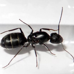Муравьи Camponotus rufoglaucus (Кампонотус с Канарских островов)